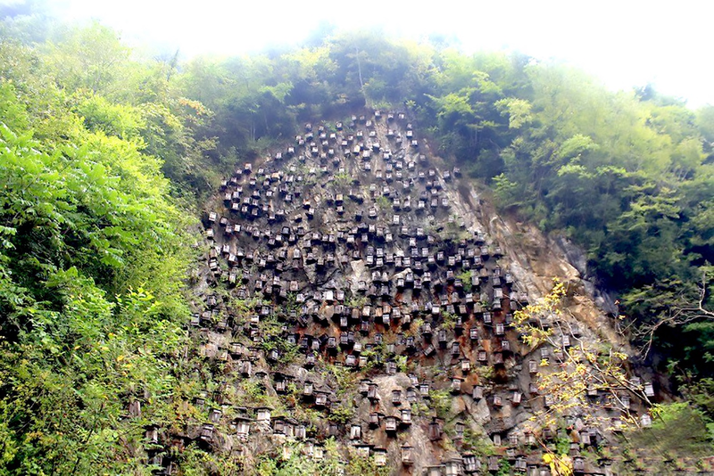 Illustration for article titled Chinese Beekeepers Actually Have a Good Reason for Hanging Hundreds of Beehives Off a Cliff